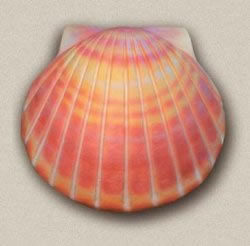 Picture of product Shell Biodegradable Urn - CEU2611